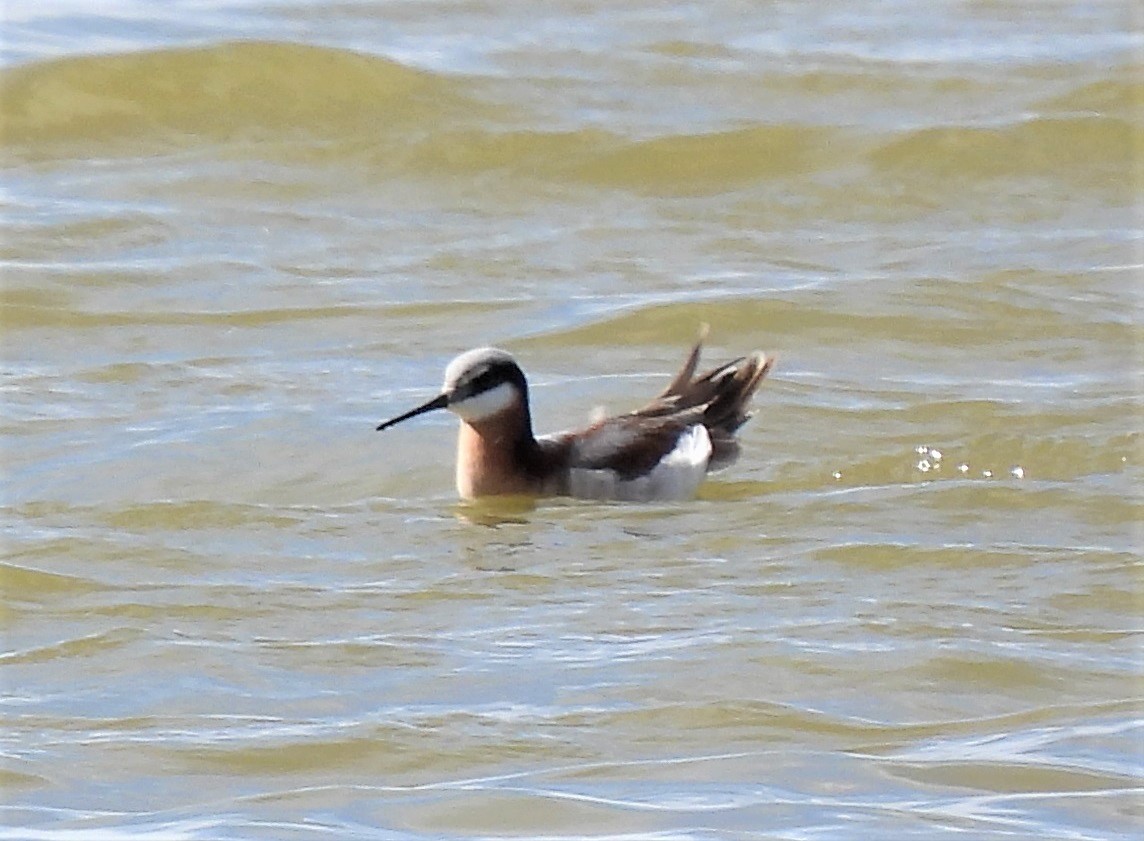 Wilson's Phalarope - ML331567261