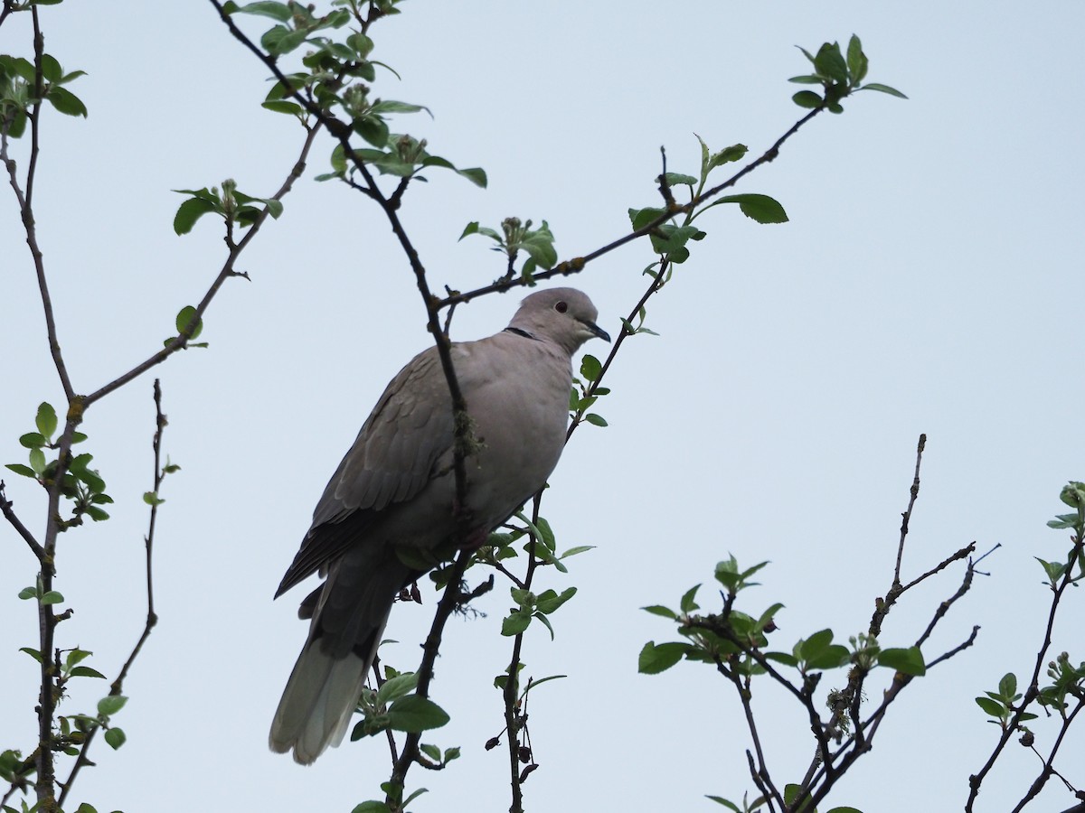 Eurasian Collared-Dove - Scott Ramos