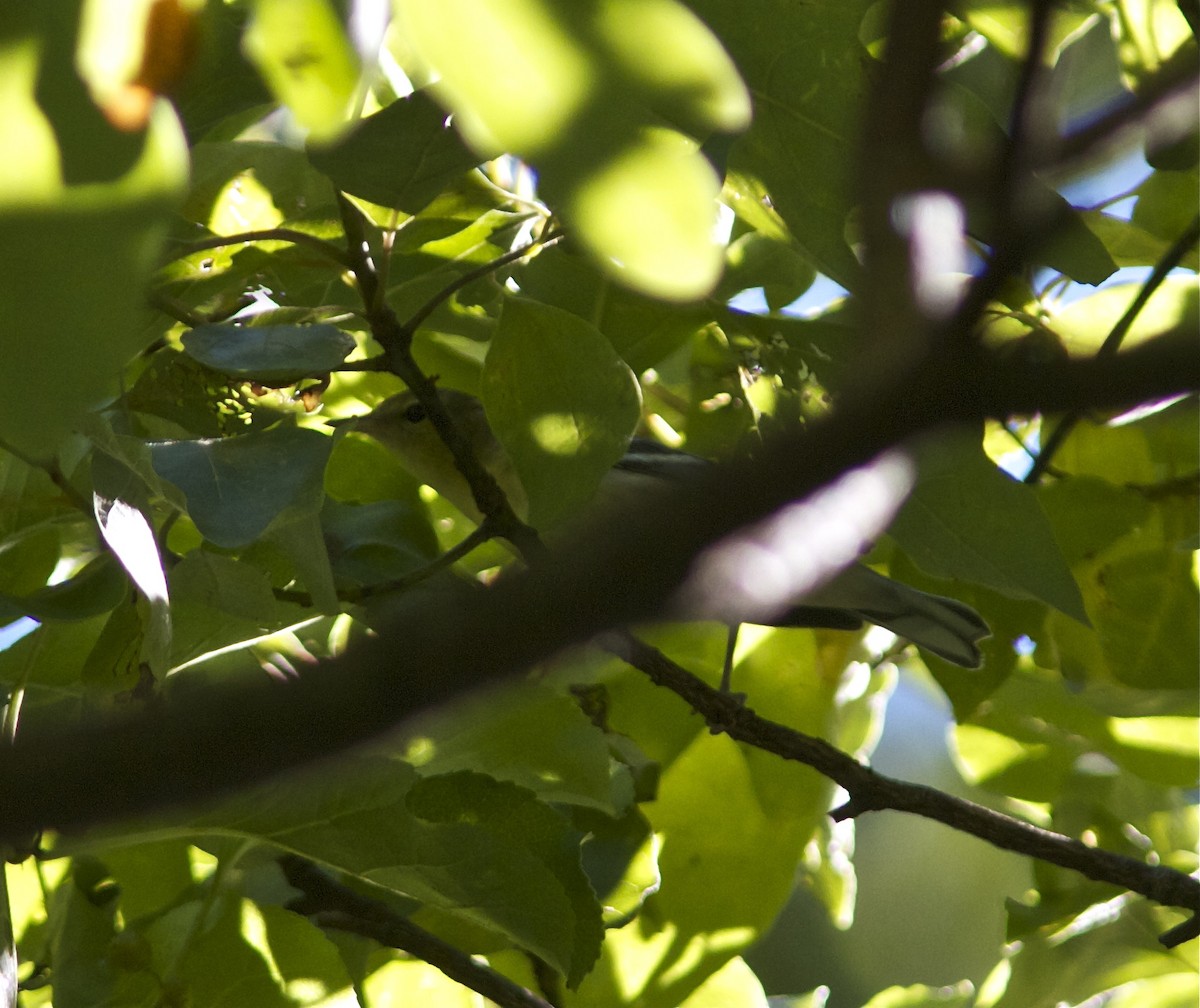 Bay-breasted Warbler - Holly Merker