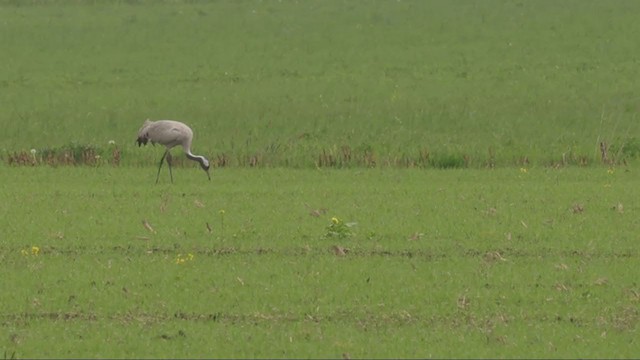 Common Crane - ML331568381