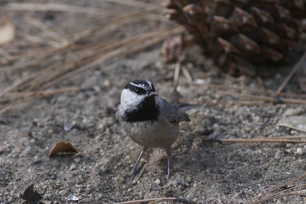 Mountain Chickadee - Marc North