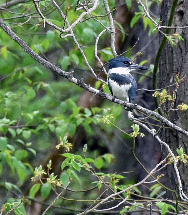 Belted Kingfisher - Pete Campolongo