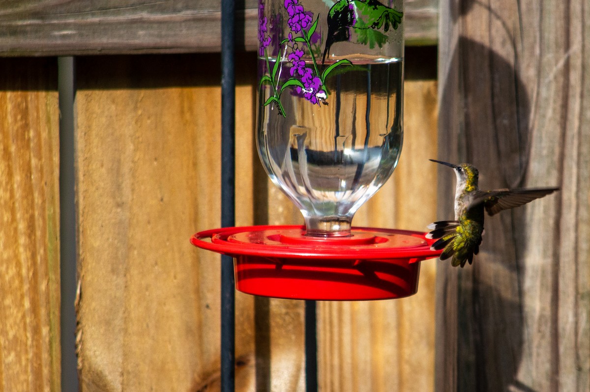 Ruby-throated Hummingbird - ML331572531