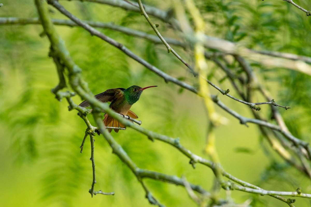 Buff-bellied Hummingbird - ML331575221