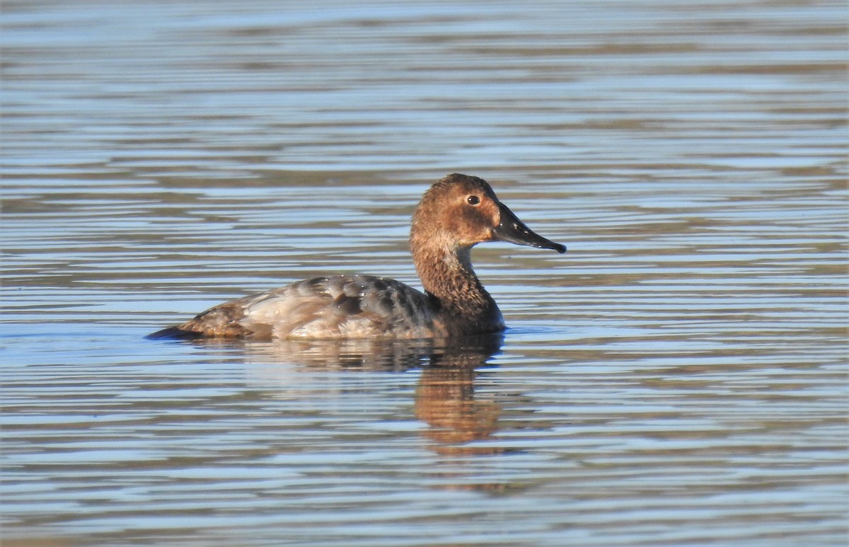 Canvasback - Ben Meredyk