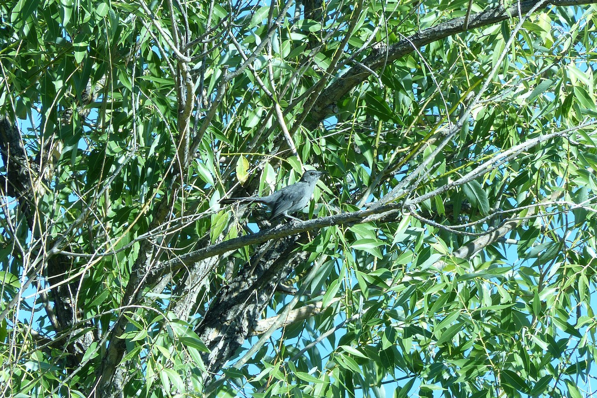 Gray Catbird - ML33157801