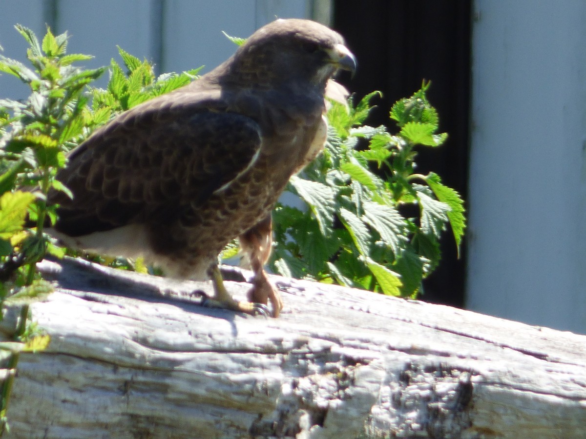 Swainson's Hawk - ML331578261