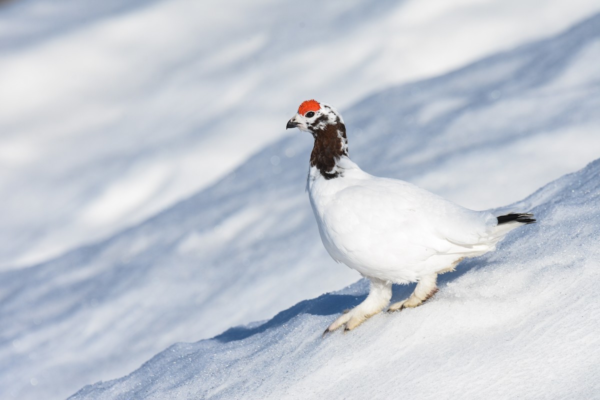 Willow Ptarmigan - ML331578301