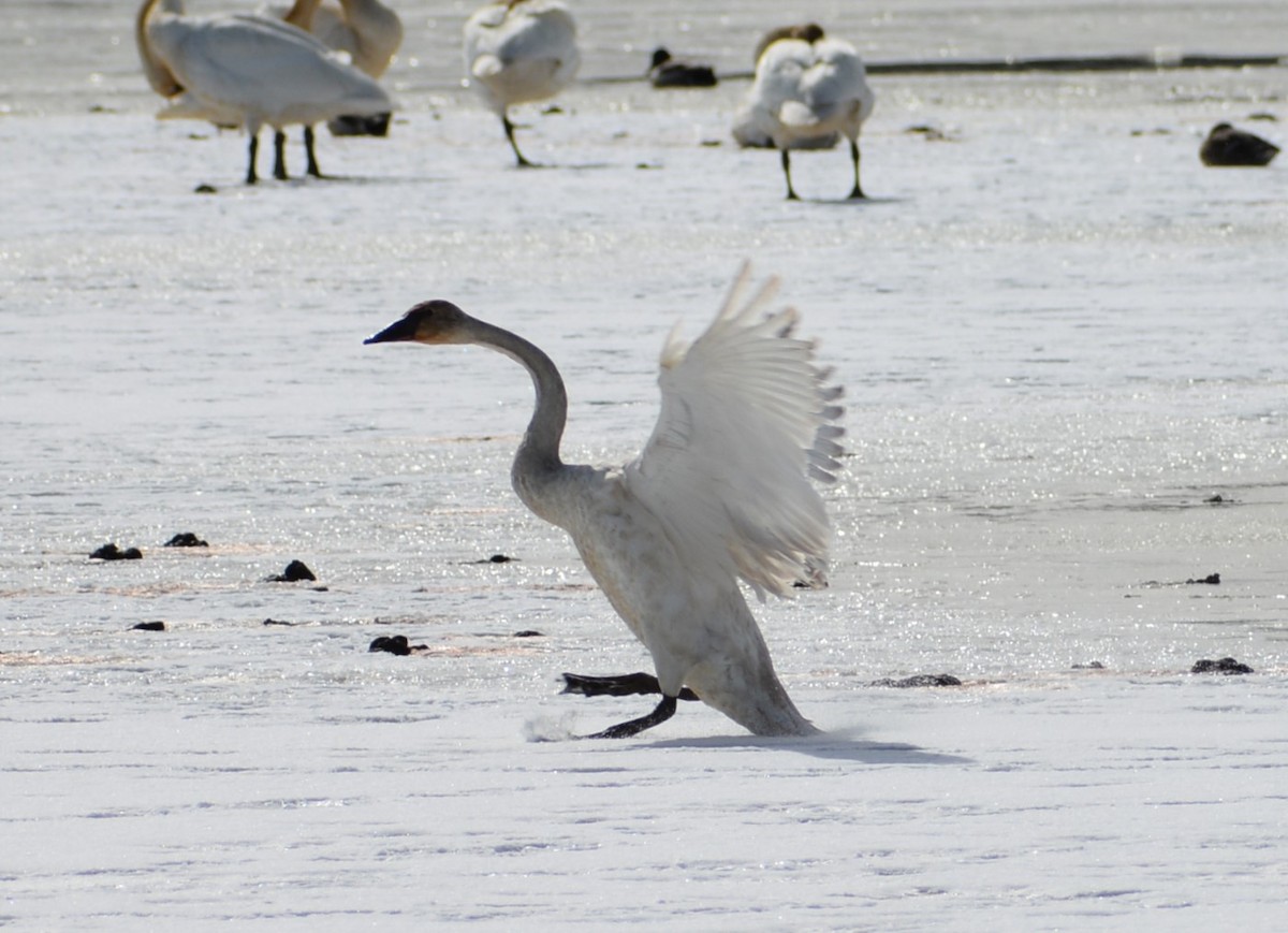 Cygne trompette - ML331580161