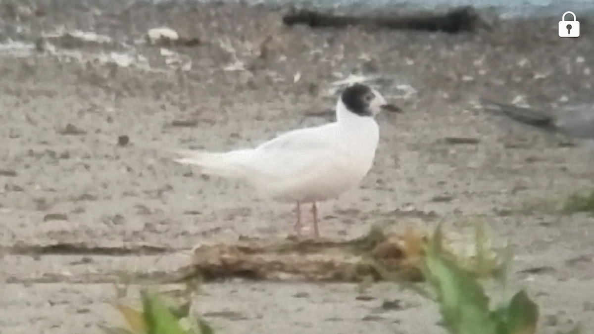 Bonaparte's Gull - Shannon Thompson