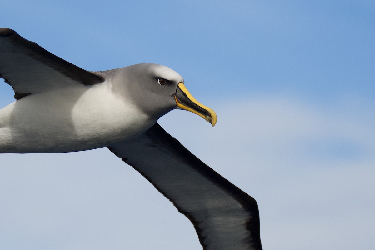 Buller's Albatross - ML331580821