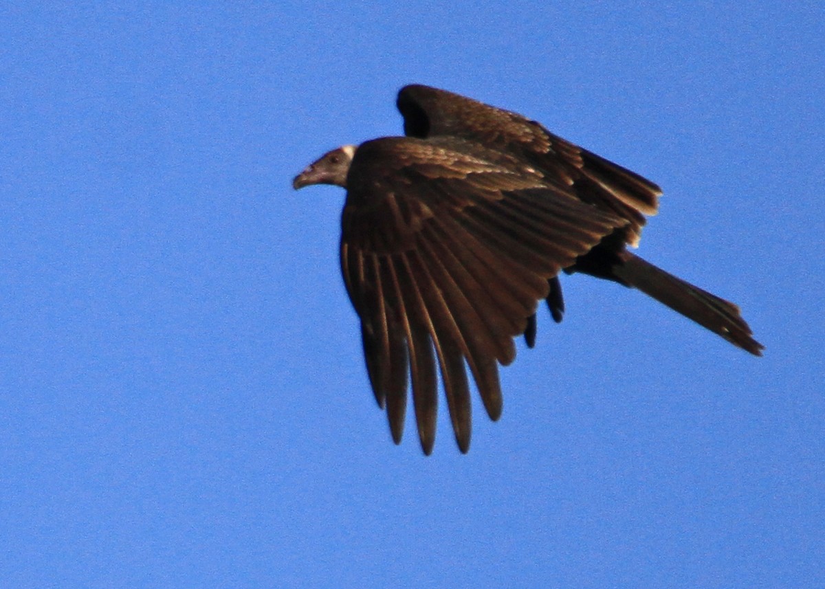 Turkey Vulture - ML33158111