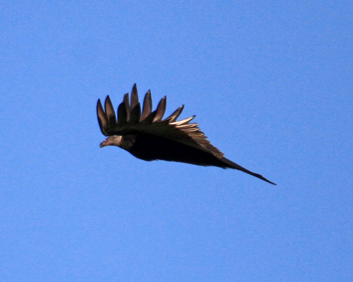 Turkey Vulture - ML33158121
