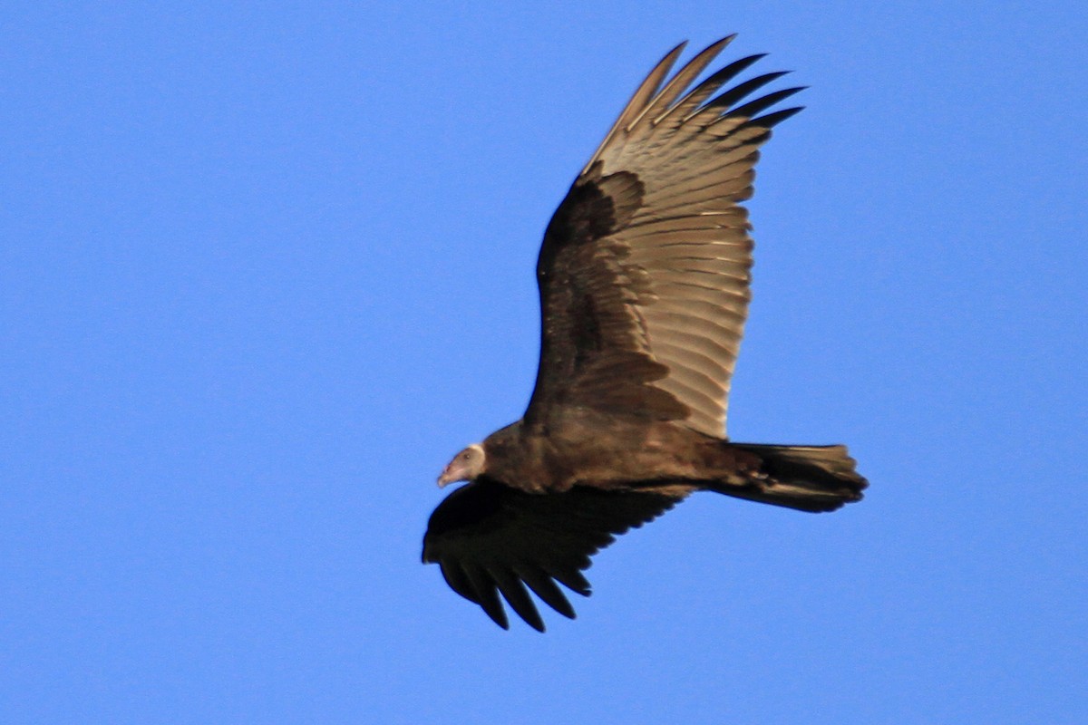 Turkey Vulture - ML33158131