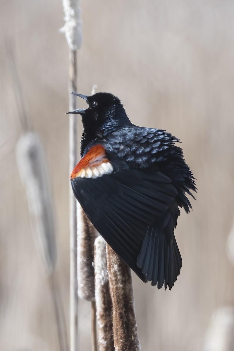 Tricolored Blackbird - ML331581711