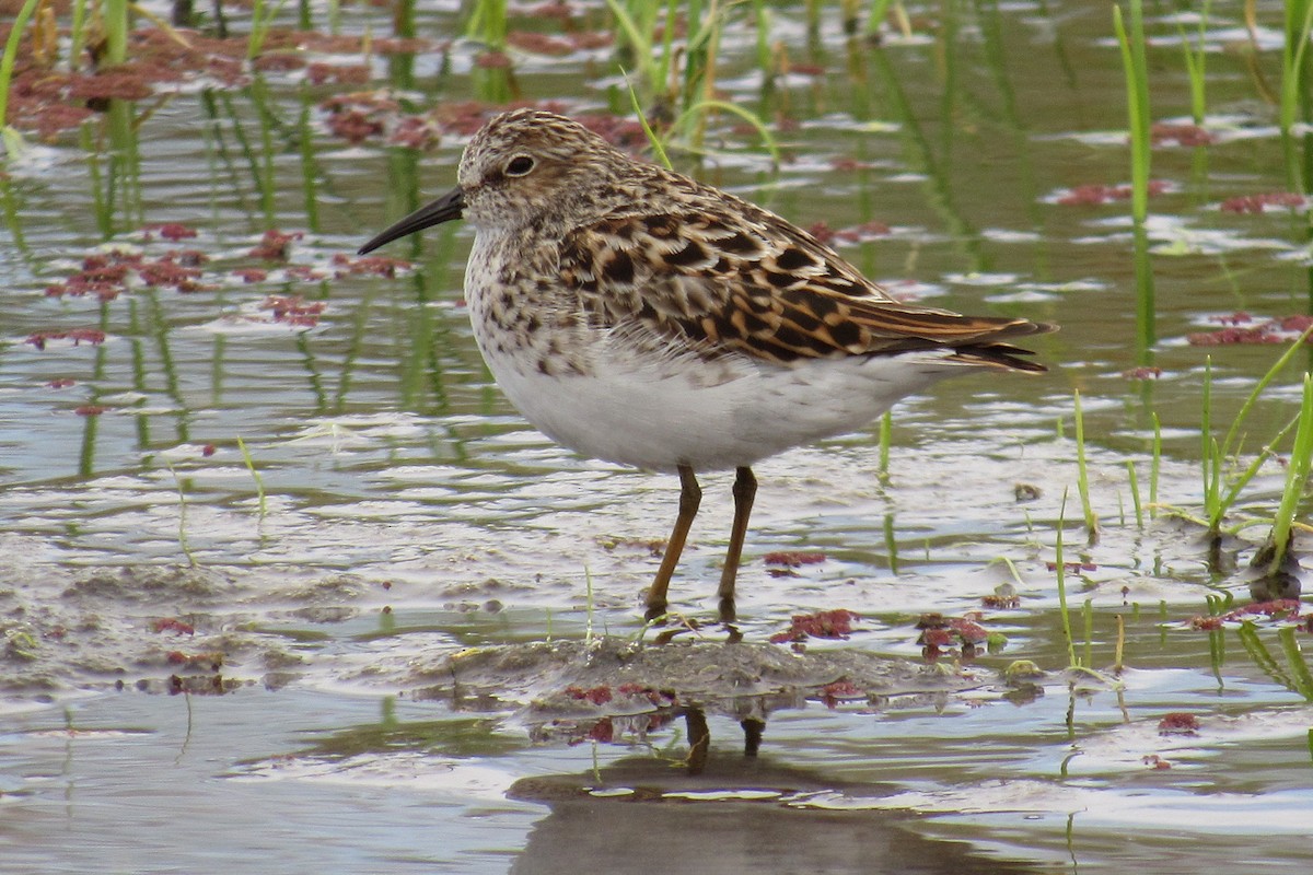 Least Sandpiper - Lance and Joan Smith