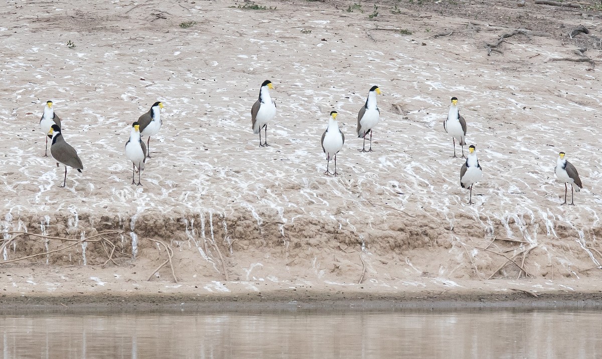 Masked Lapwing (Black-shouldered) - ML331583401