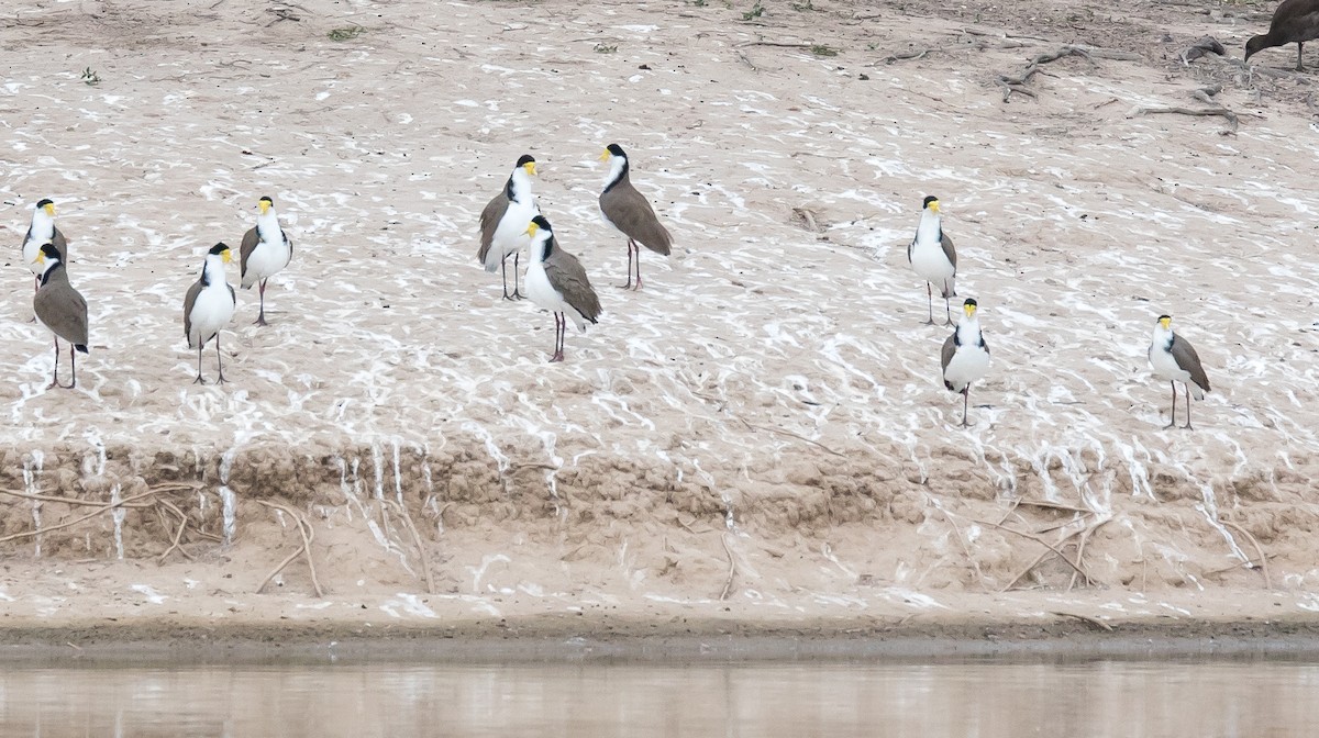 Masked Lapwing (Black-shouldered) - ML331583431