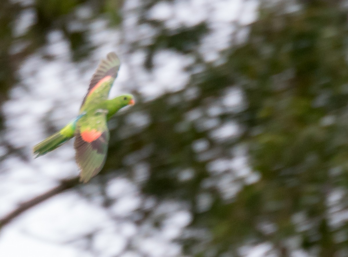 Red-winged Parrot - ML331583871