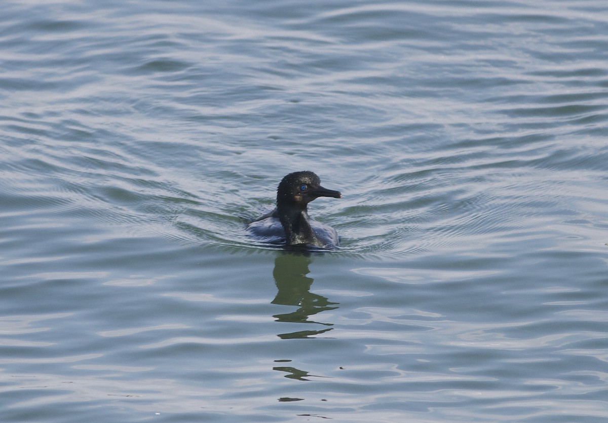 Brandt's Cormorant - ML33158781