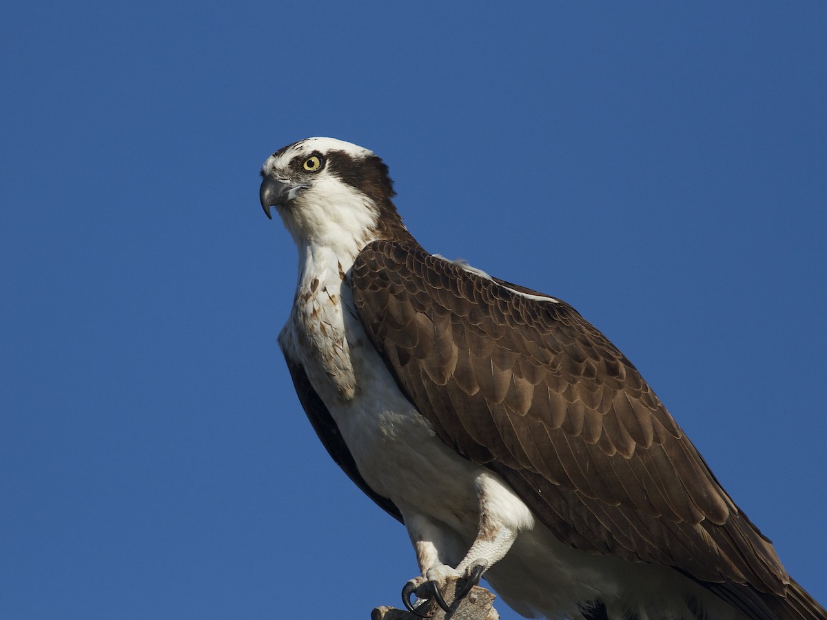 Osprey - ML33158791