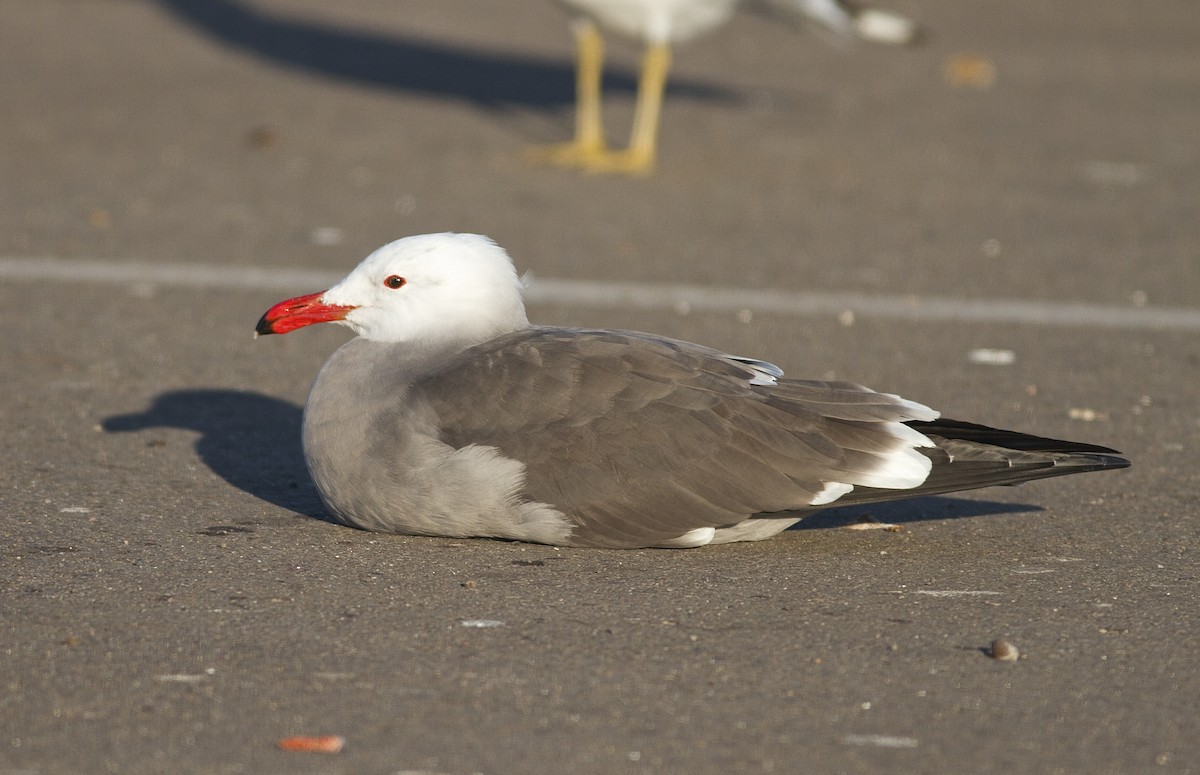 Heermann's Gull - ML33158811