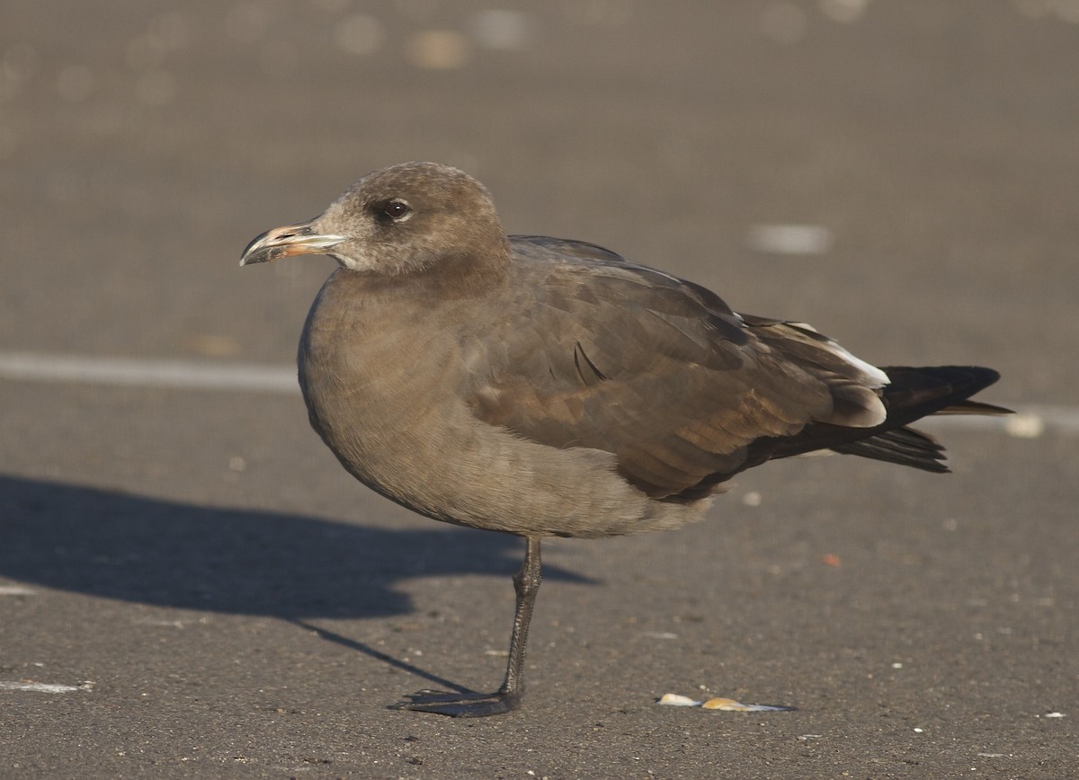Heermann's Gull - Marc North