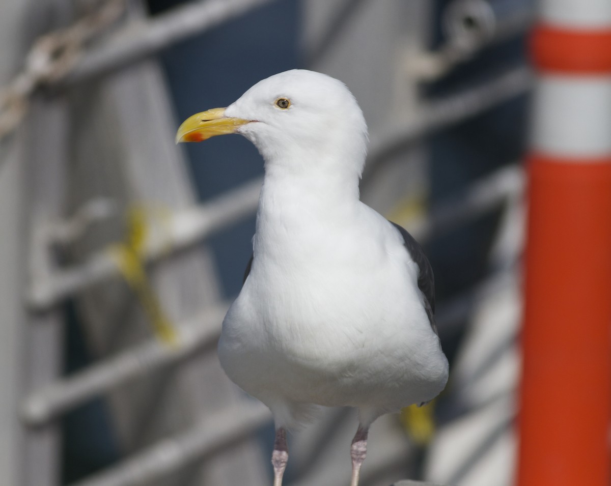 Goéland d'Audubon - ML33158851