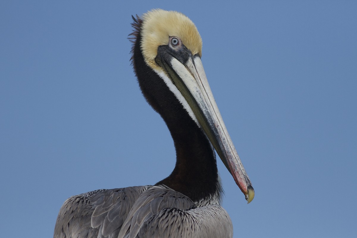 pelikán hnědý - ML33158881