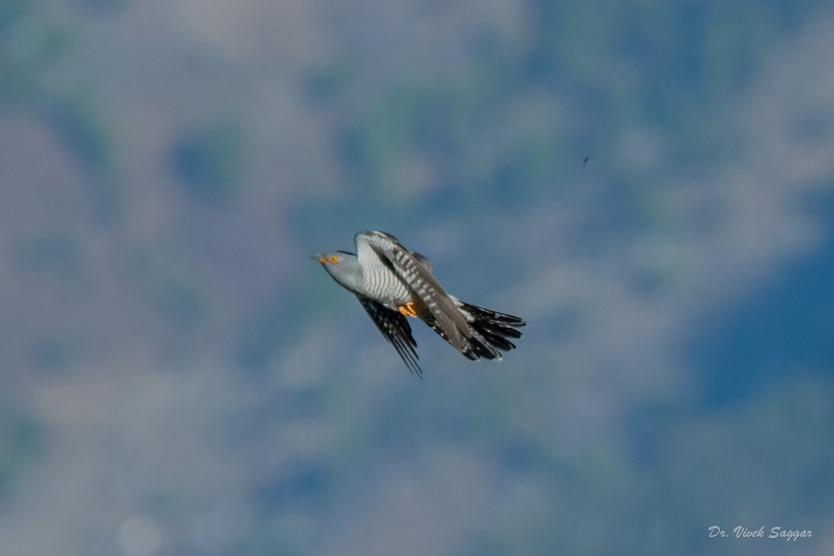 Common Cuckoo - ML331589801