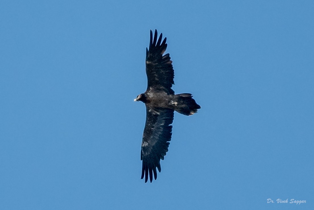 Bearded Vulture - ML331589911