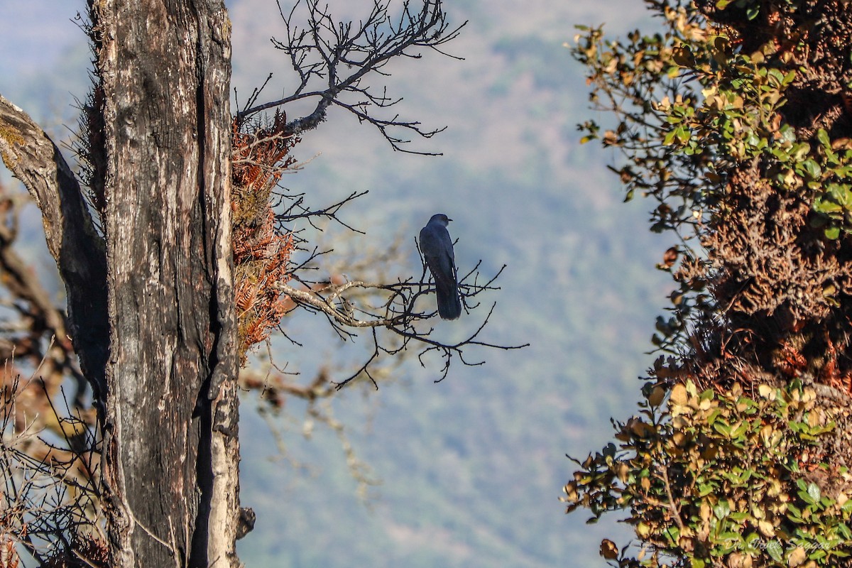 Common Cuckoo - ML331590141