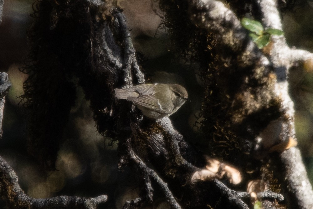 Pouillot de Hume - ML331590671