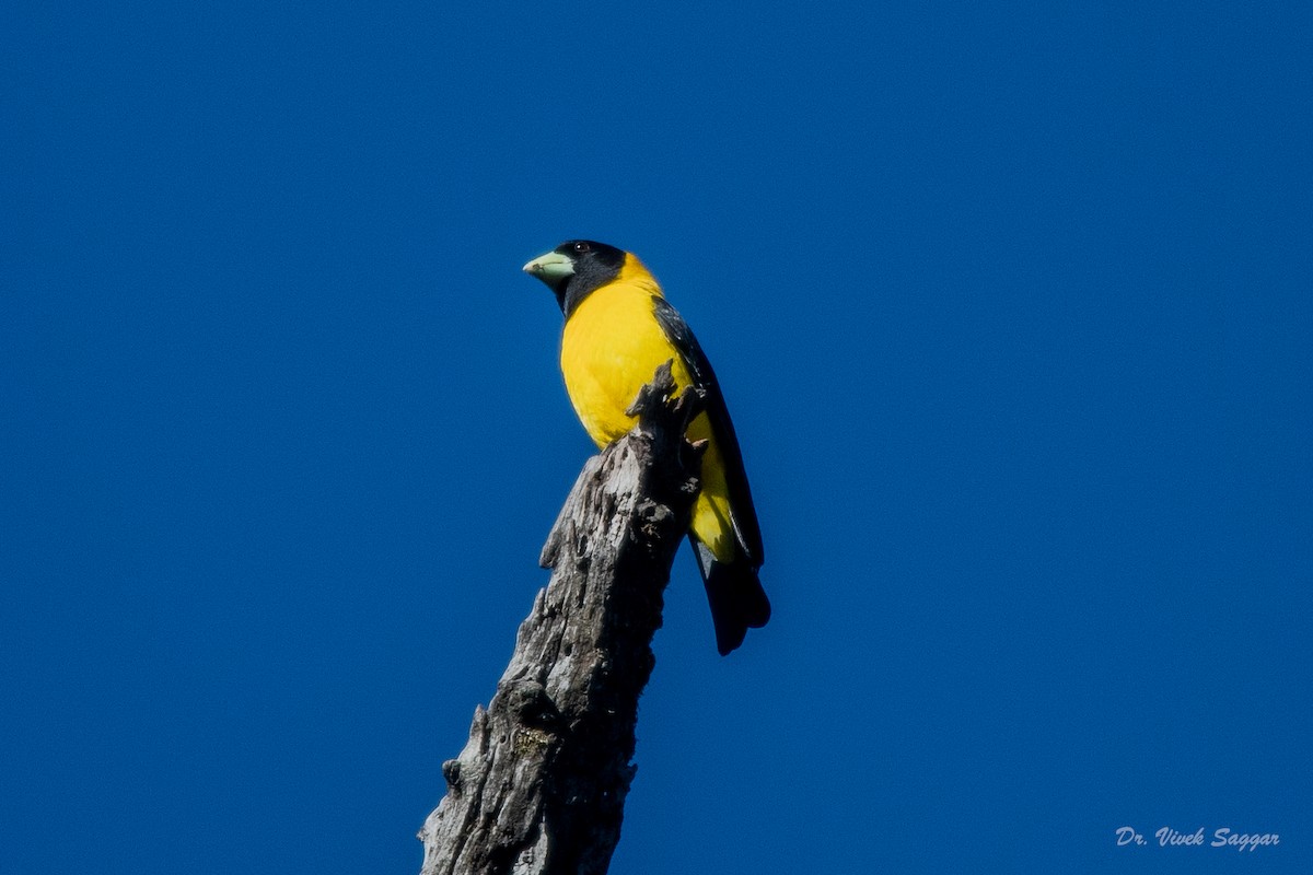 Collared Grosbeak - ML331591681