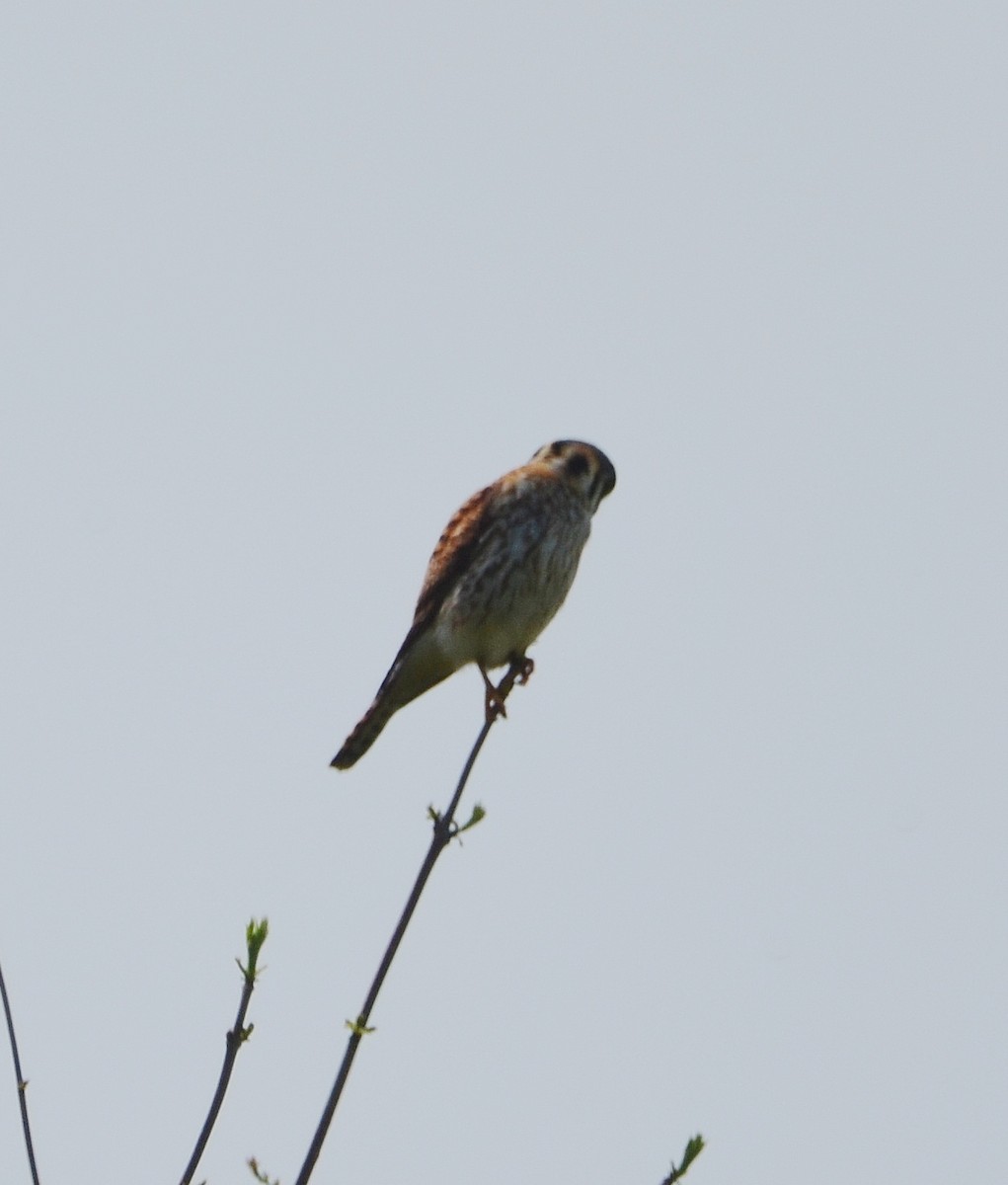 American Kestrel - ML331591921