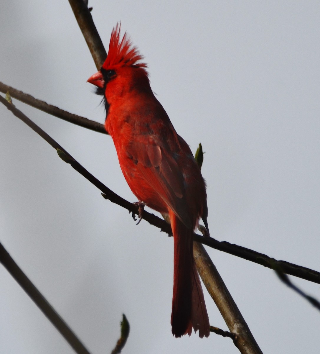 Cardinal rouge - ML331591941