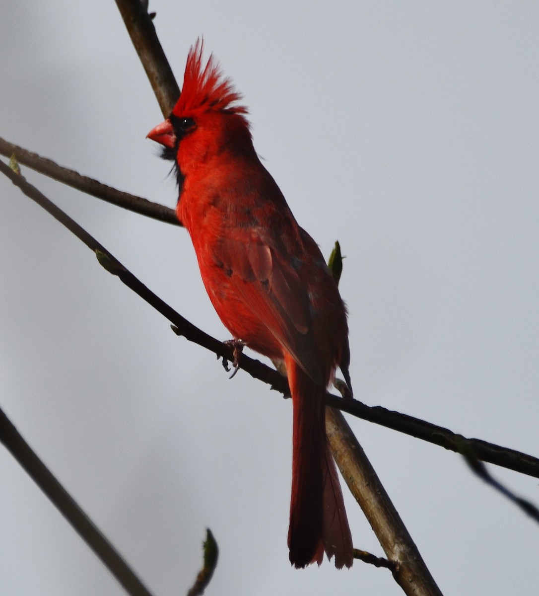 Northern Cardinal - ML331591941