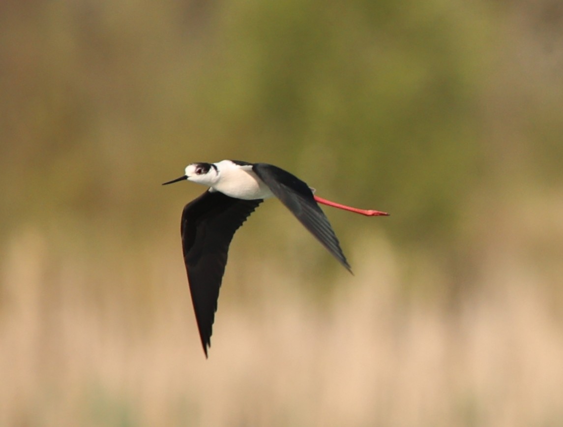 Black-winged Stilt - ML331592541