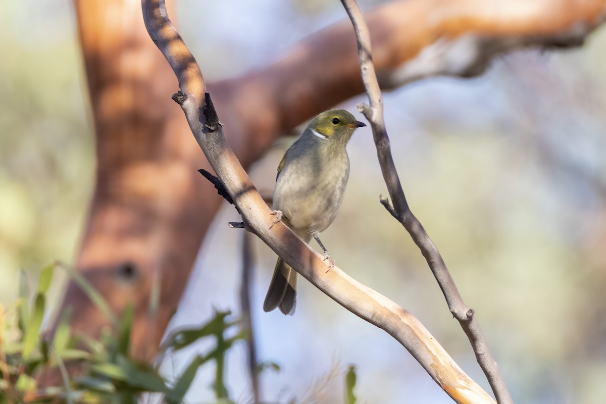 White-plumed Honeyeater - ML331592581