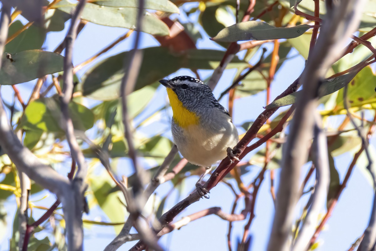 Pardalote Moteado - ML331592621