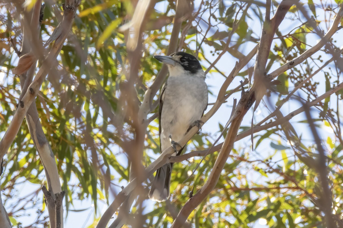 Gray Butcherbird - ML331592851