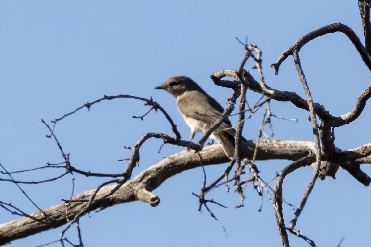 Hooded Robin - ML331592871