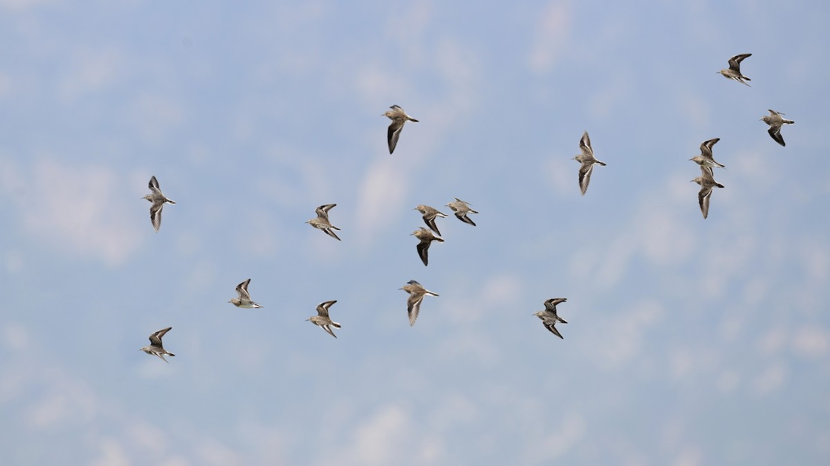 Temminck's Stint - ML331593821