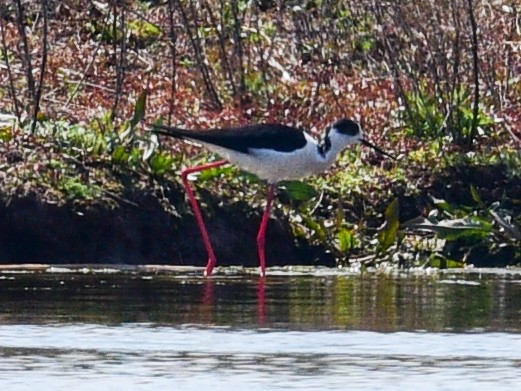 Black-winged Stilt - ML331594131