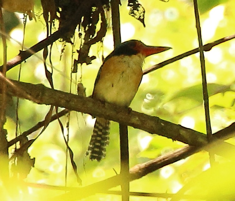 Banded Kingfisher (Black-faced) - ML331594511