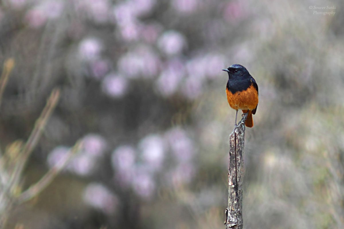 Black Redstart - ML331594571