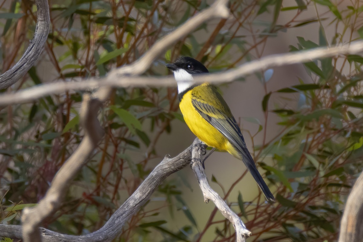 Pachycephala sp. - Andreas Heikaus