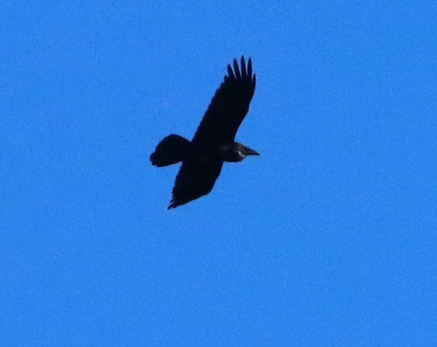 Common Raven - John Diener