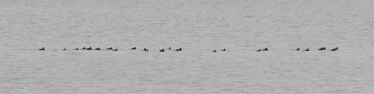 Ruddy Duck - ML331596121