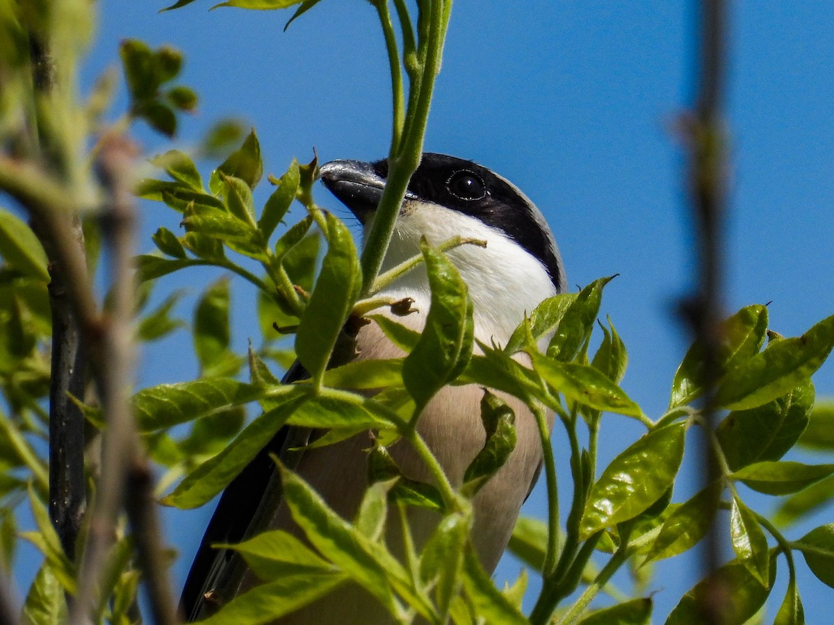 Lesser Gray Shrike - ML331596871